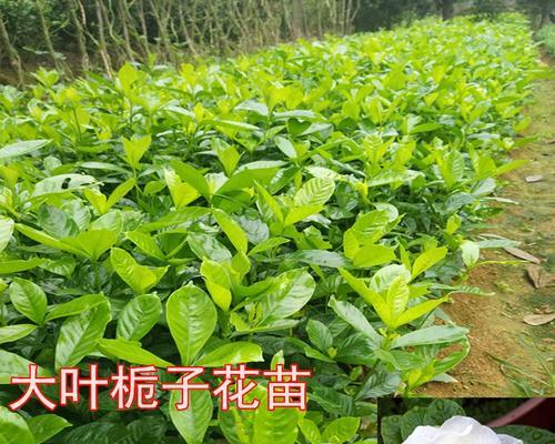 栀子重瓣品种有哪些？如何选择适合的栀子重瓣品种？