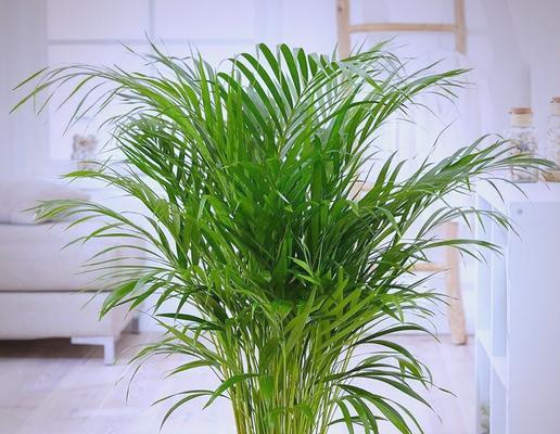 净化空气的绿植有哪些？改善室内空气质量的植物推荐？