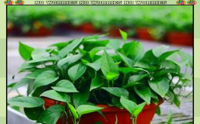 净化空气的绿植有哪些？改善室内空气质量的植物推荐？