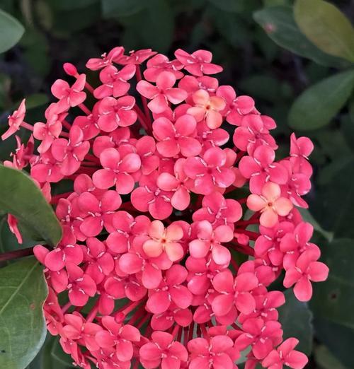 龙船花有哪些品种？各品种的花色和形态如何？