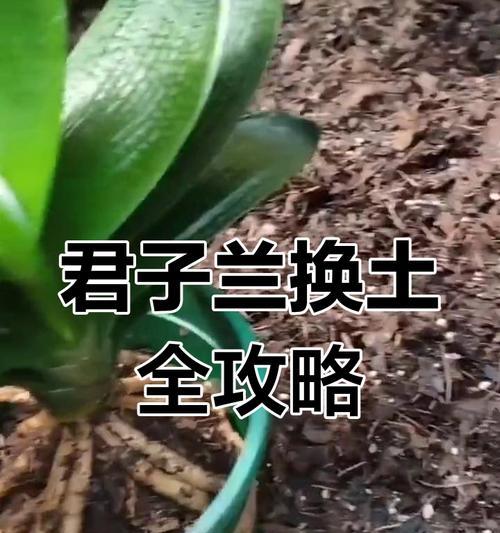 君子兰小苗适合哪种土壤？