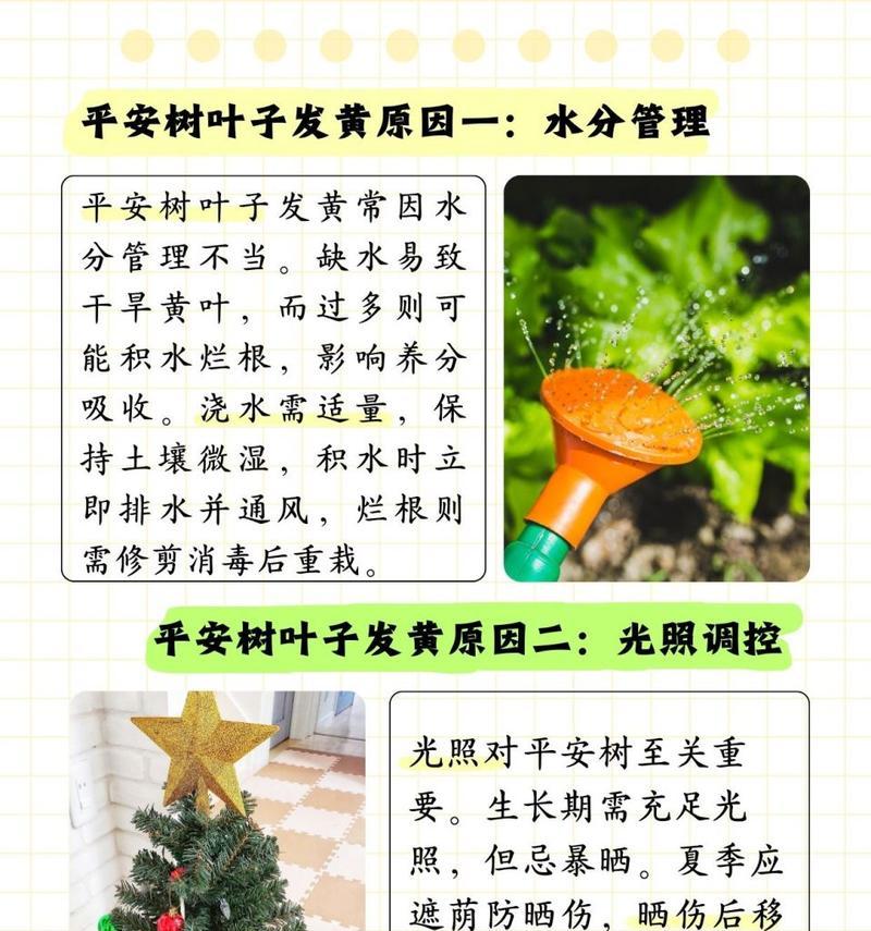 平安树对家居环境有哪些好处？平安树的养护技巧是什么？