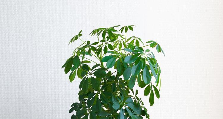 平安树对家居环境有哪些好处？平安树的养护技巧是什么？