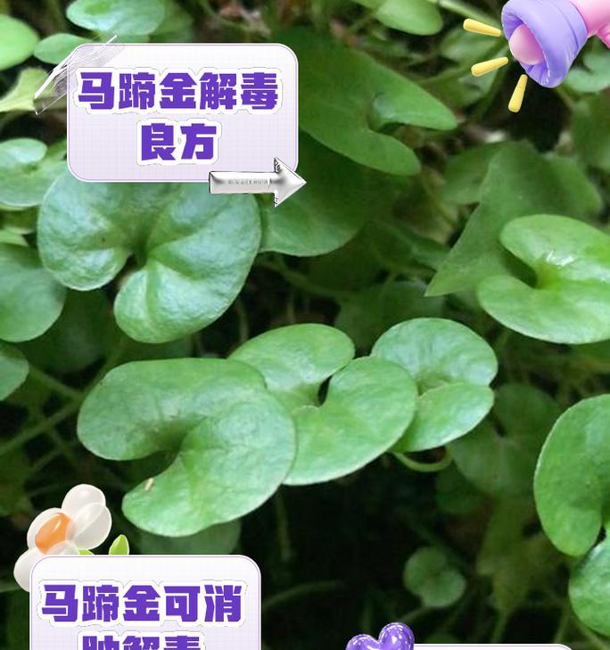 马蹄莲黄叶是什么原因？如何有效处理？