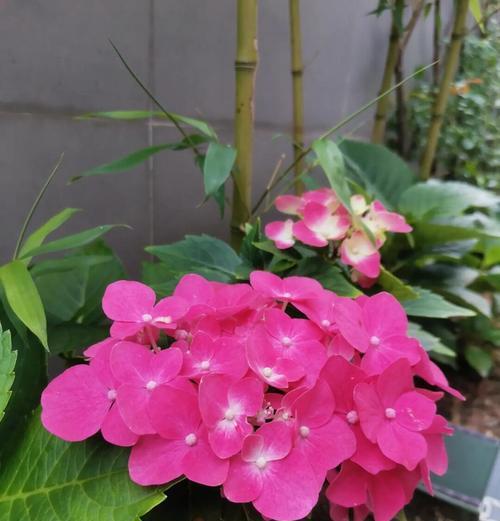 宝宝适合养什么植物？哪些植物有益于儿童成长？