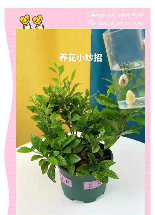 宝宝适合养什么植物？哪些植物有益于儿童成长？