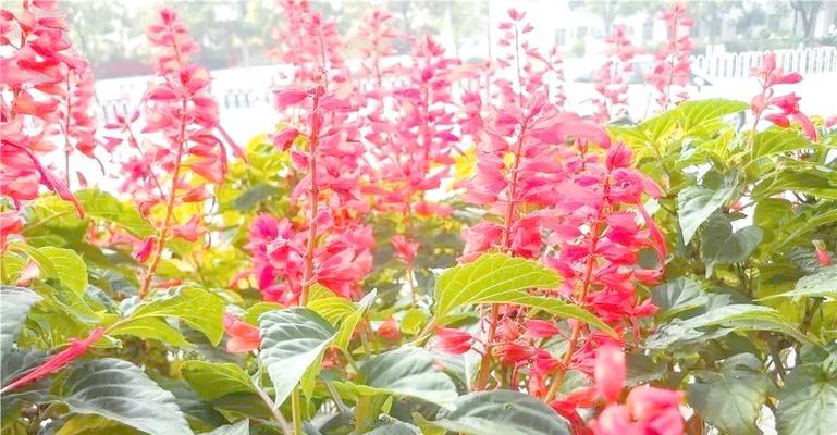 哪些绿植特别喜阳？它们的养护技巧有哪些？