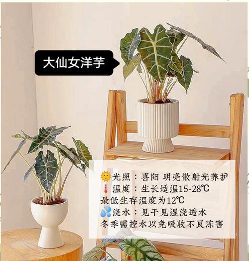 哪些绿植特别喜阳？它们的养护技巧有哪些？