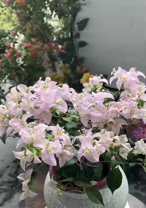 栀子花叶子发黄的原因是什么？如何预防？