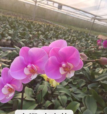 蝴蝶兰小花品种的养殖技巧是什么？
