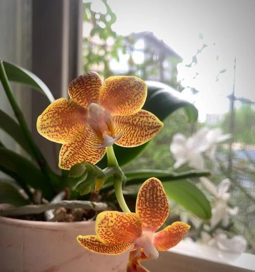 蝴蝶兰小花品种的养殖技巧是什么？