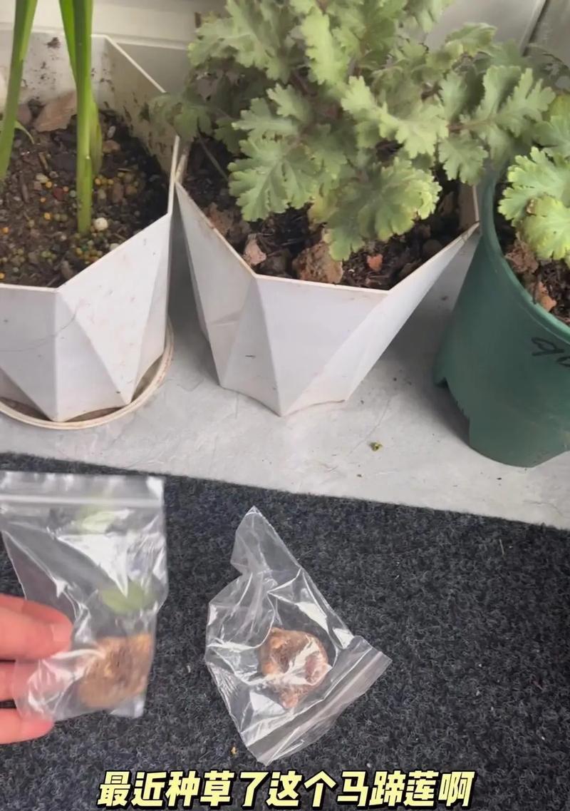 马蹄莲开花后怎么剪？马蹄莲修剪的最佳时机和方法是什么？
