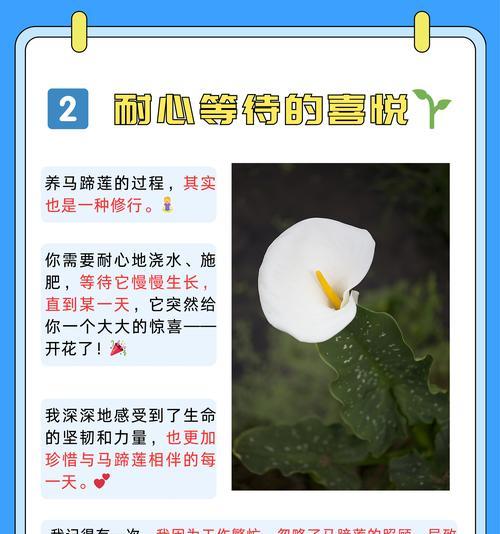 马蹄莲开花后怎么剪？马蹄莲修剪的最佳时机和方法是什么？