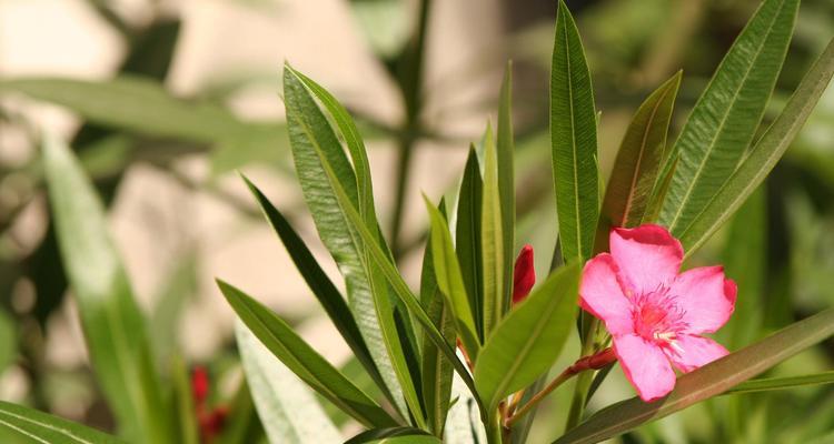 春天适合种植哪些植物？它们的养护要点是什么？