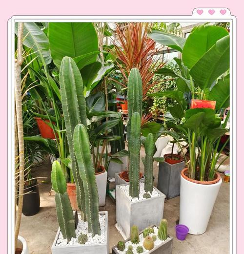 春天适合种植哪些植物？它们的养护要点是什么？