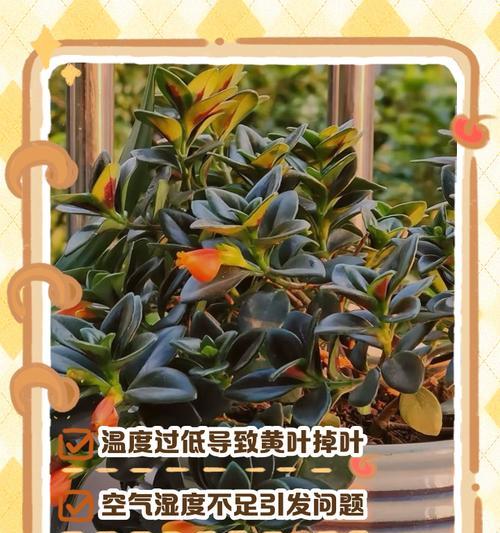 吊兰黄尖怎么办？吊兰黄尖的处理方法是什么？