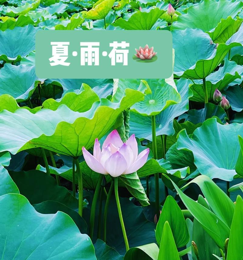 荷花的品种有哪些？不同品种的荷花有何区别？