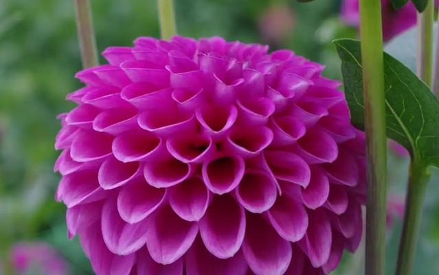 秋天开的花有哪些花朵？它们如何为秋季增色？
