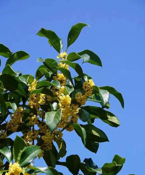 秋天开的花有哪些花朵？它们如何为秋季增色？