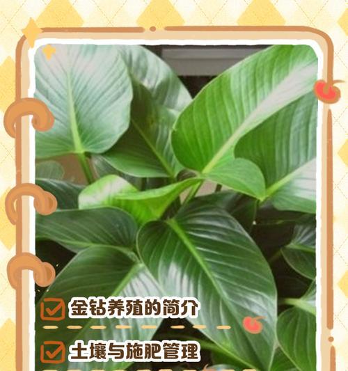 金钻的养殖技巧有哪些？金钻养护中常见的问题及解决方法是什么？