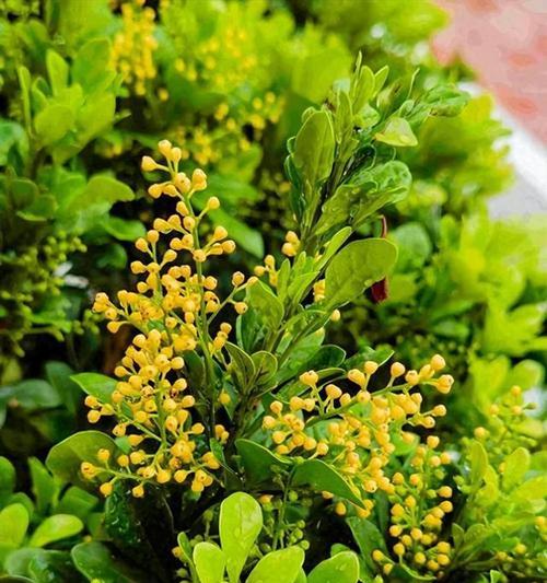 米兰花的花语是什么？它在送礼时代表什么意义？
