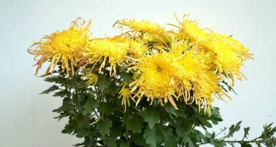 盆栽的菊花怎么养殖？盆栽菊花的养护技巧有哪些？