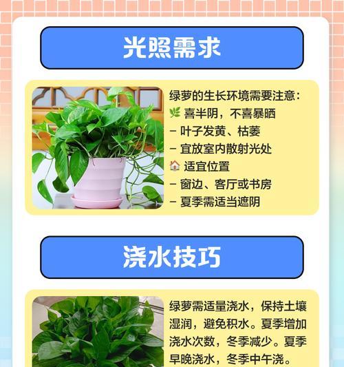 绿萝的养殖方法和如何使其更旺盛？