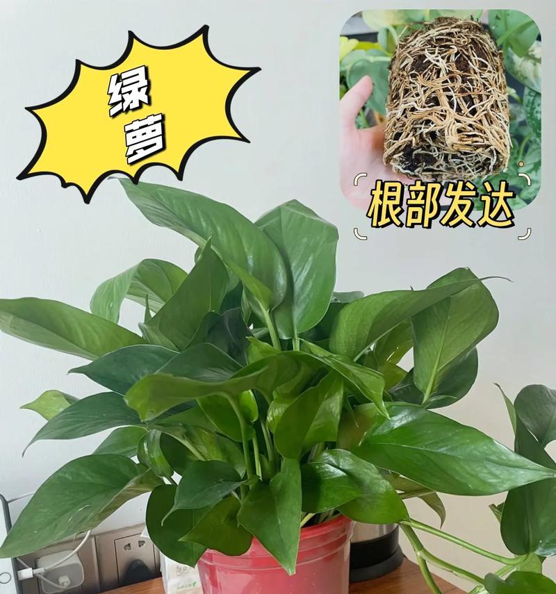 绿萝的养殖方法和如何使其更旺盛？