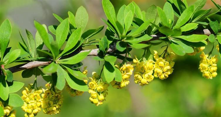 小檗是什么植物？它的观赏价值和种植方法是什么？