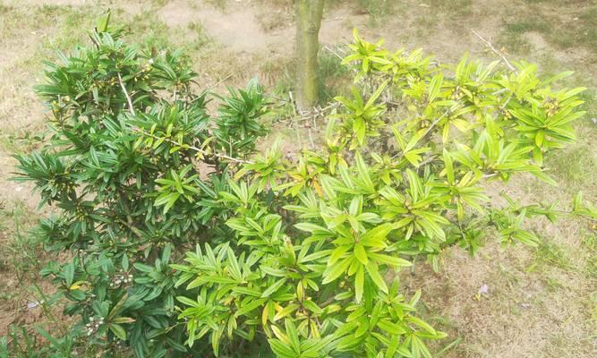 小檗是什么植物？它的观赏价值和种植方法是什么？