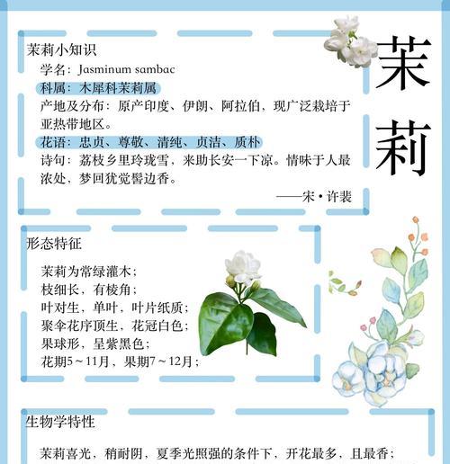 冬季茉莉花的养护要点是什么？
