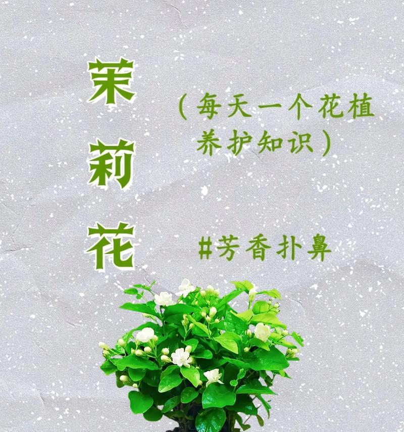 冬季茉莉花的养护要点是什么？