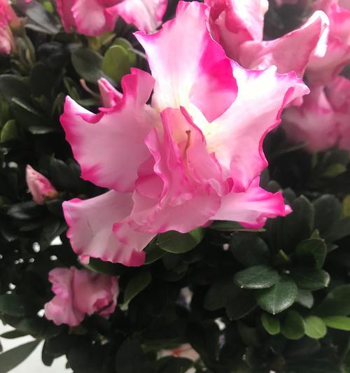 比利时杜鹃花的养殖方法是什么？如何保持其鲜艳？