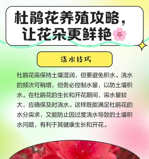 比利时杜鹃花的养殖方法是什么？如何保持其鲜艳？
