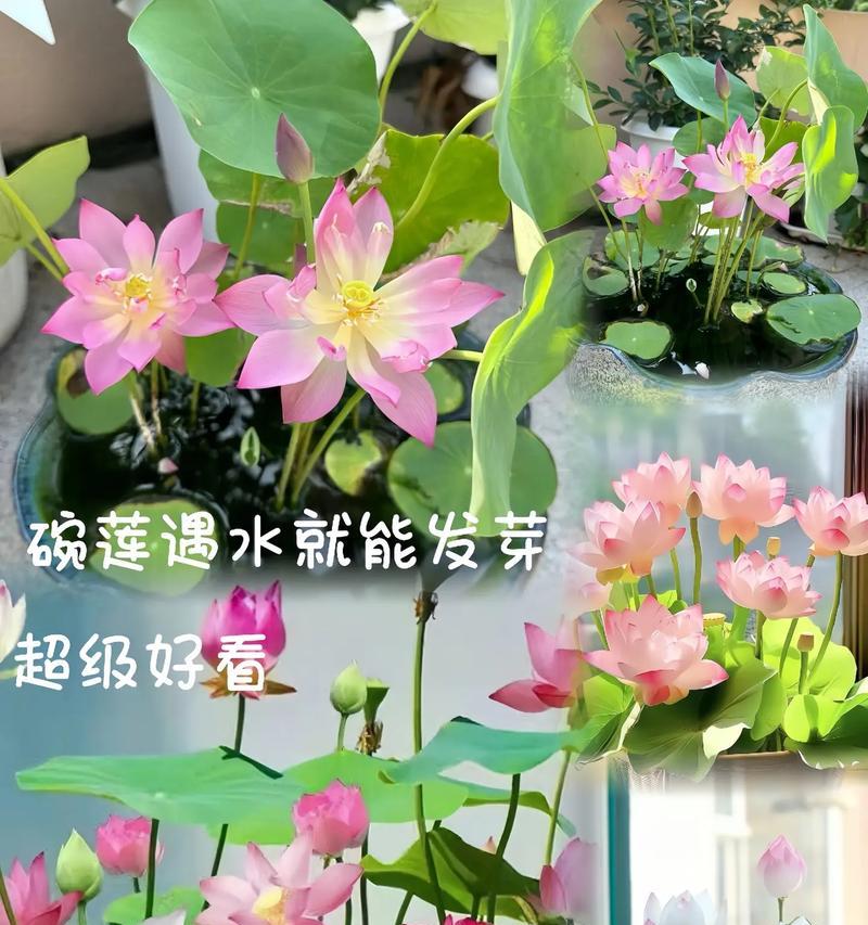 盆栽莲花的养殖技巧有哪些？如何管理？