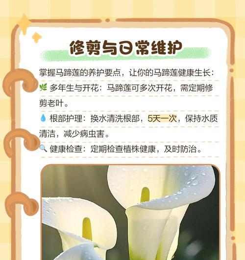 盆栽莲花的养殖技巧有哪些？如何管理？