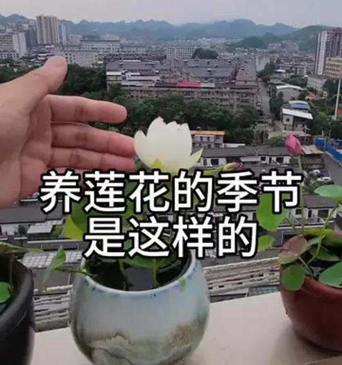 盆栽莲花的养殖技巧有哪些？如何管理？