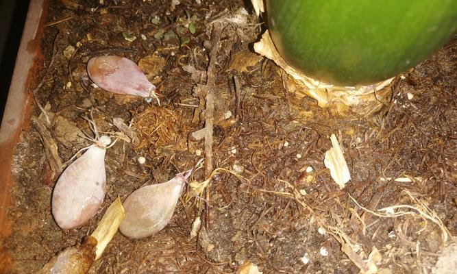 夹箭在植物学中是什么意思？