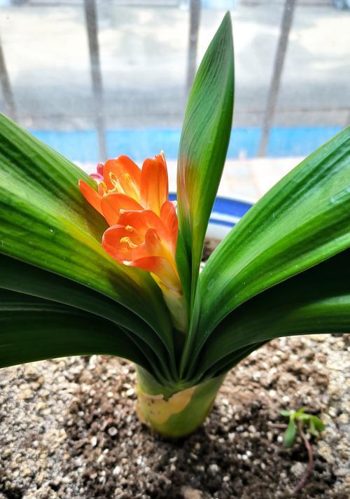 夹箭在植物学中是什么意思？
