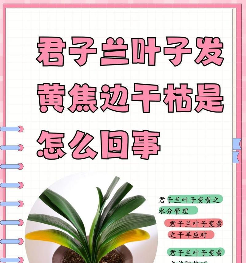 君子兰为何被称为君子兰？君子兰的由来是什么？