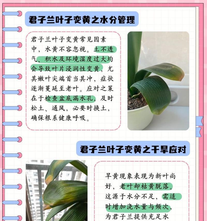君子兰为何被称为君子兰？君子兰的由来是什么？