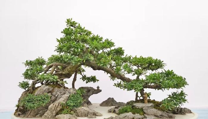 云南特色盆景树种有哪些？