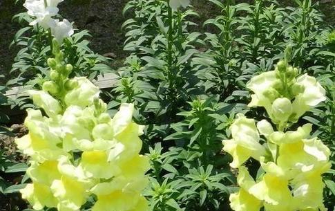 草金鱼的养殖方法和注意事项是什么？