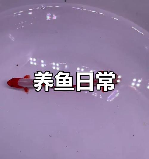 草金鱼的养殖方法和注意事项是什么？