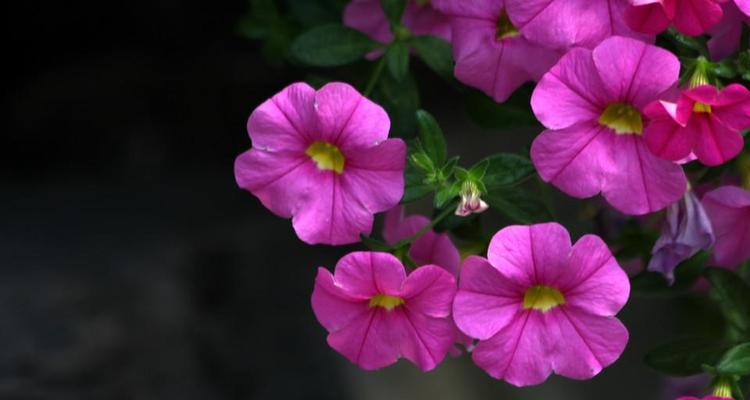 舞春花的养护技巧有哪些？