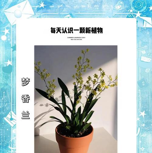 舞春花的养护技巧有哪些？