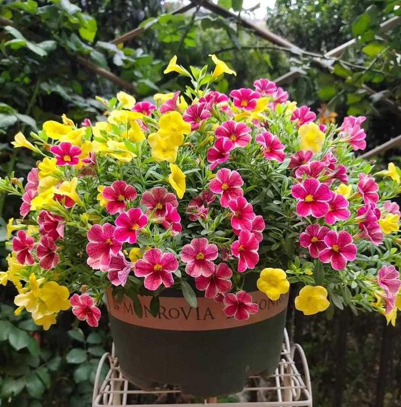 舞春花的养护技巧有哪些？