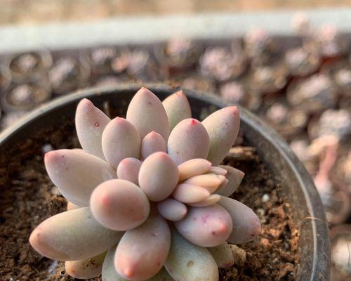 家里有婴儿能养什么花？有哪些安全的植物选择？