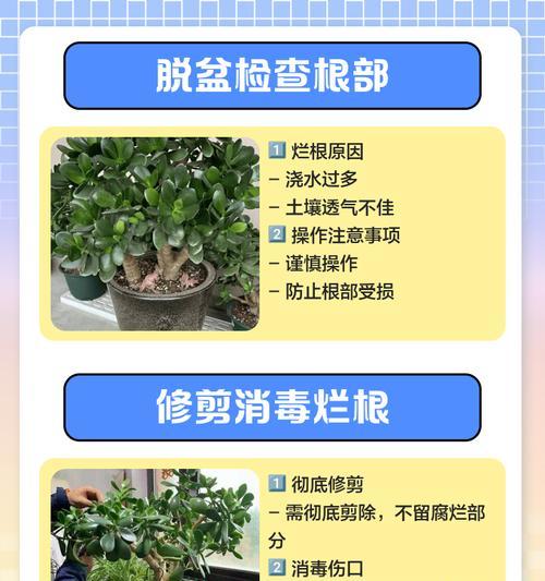 平安树烂根的处理方法及预防措施是什么？