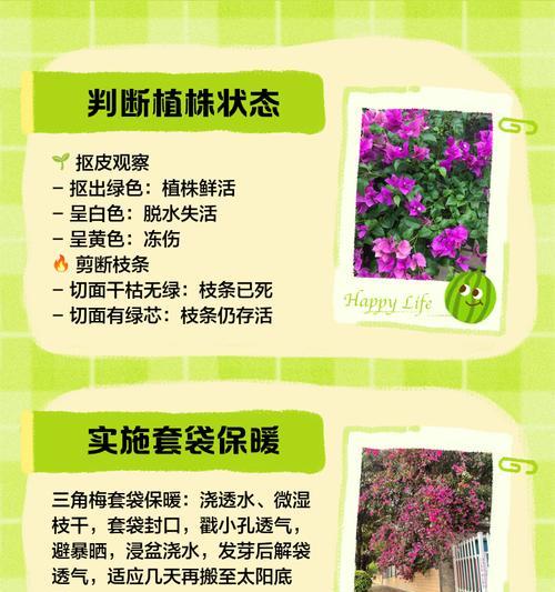 三角梅冬季如何养护？怎样避免冻害和落叶？